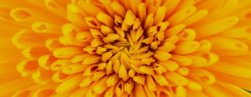 Image of a flower demonstrating the impact we have.