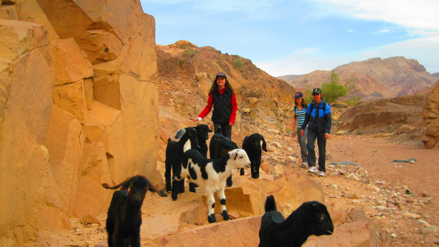 Bedouin Experience at Feynan Ecolodge